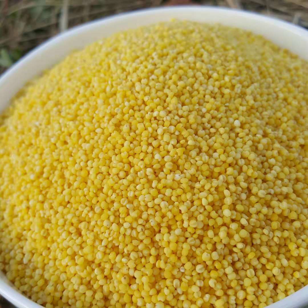 东北农家五谷杂粮新小米粟米黄谷米产妇月子粗粮500克