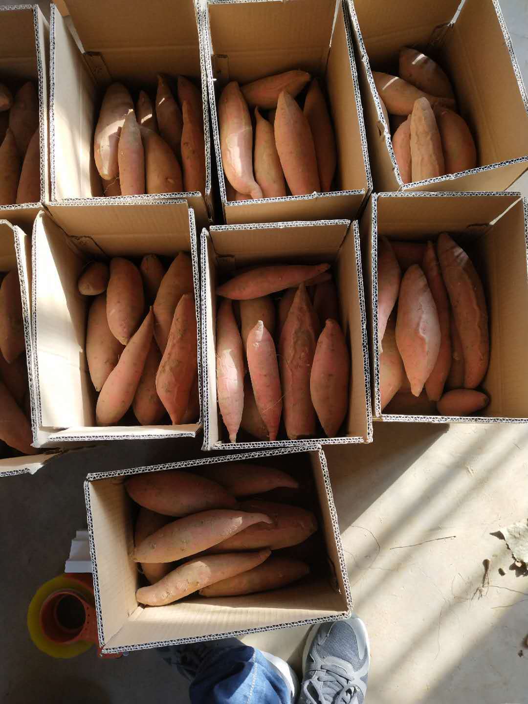 批发零售蜜薯五斤包邮代发红薯地瓜大量批发-阿里巴巴