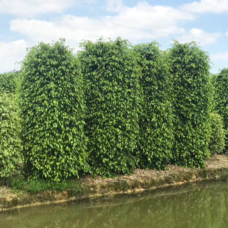 高度2米 冠1米 福建垂叶榕柱价格 漳州垂叶榕柱批发基地-阿里巴巴