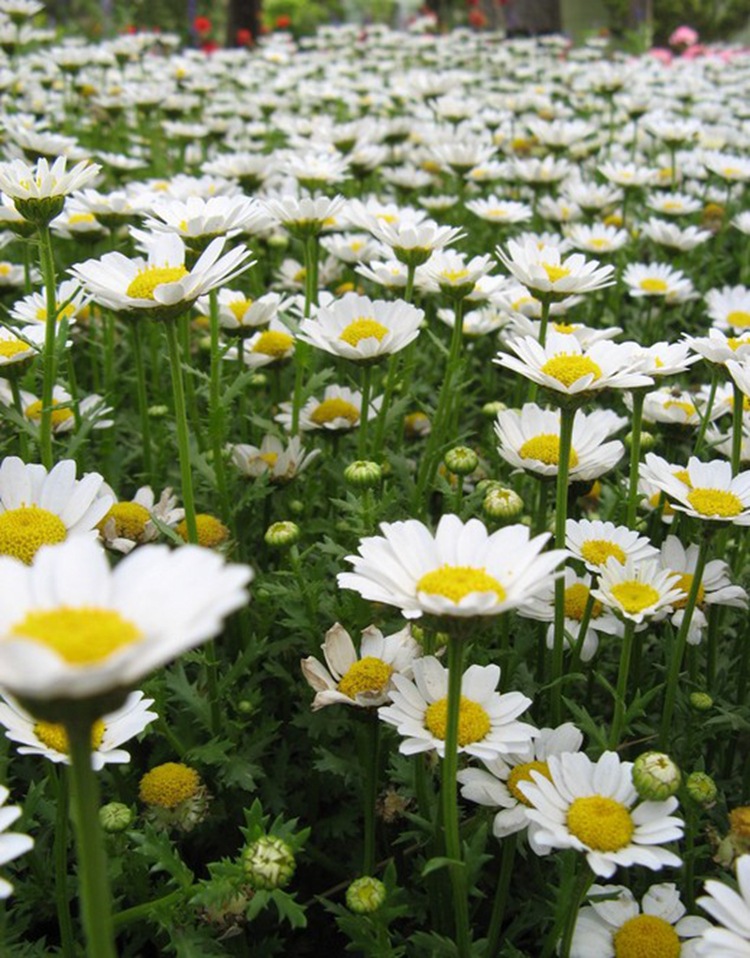 商品描述视频展示百粒重/千粒重滨菊种子一斤,滨菊种