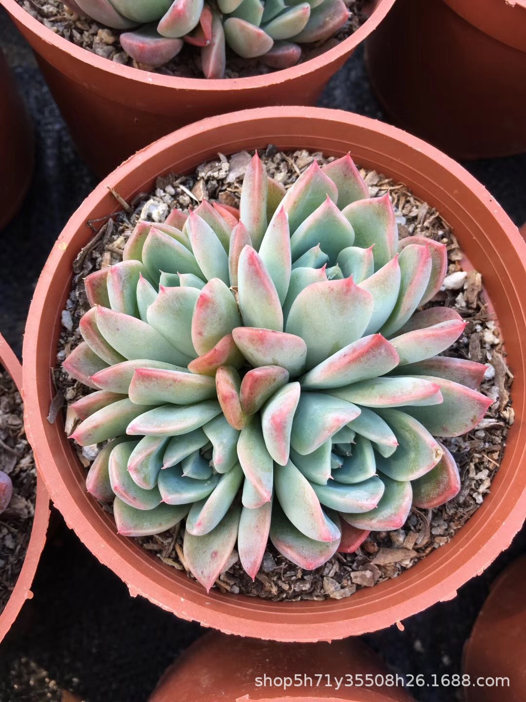 1996多肉群生植物大棚批发 西施群盆12cm多肉群生品种裸根发限量