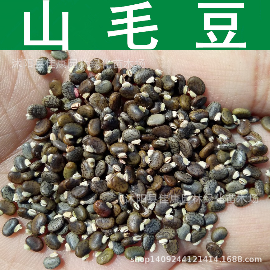 山毛豆种子 灌木种子 白灰毛豆种子 1件=1斤-阿里巴巴