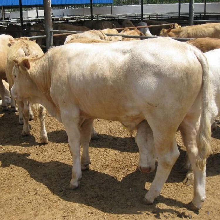 活体牛出售 夏洛莱牛多少钱一头 种牛牛苗200斤的价格 改良肉牛犊