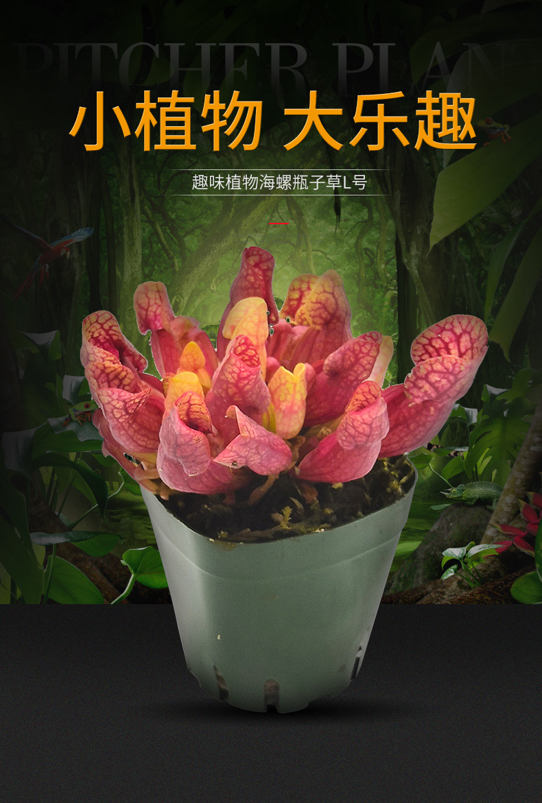 紫红瓶子草海螺玩家级食虫植物菲朗园艺桌面花卉盆栽源头生产基地