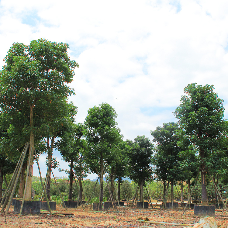 基地供应绿化苗木秋枫树 规模种植大量批发秋枫园林苗木