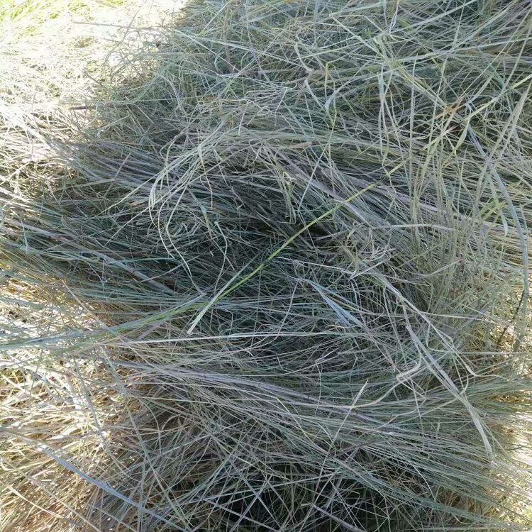 羊草厂家直销大量羊草 青干草 碱草牛马羊等动物牧草