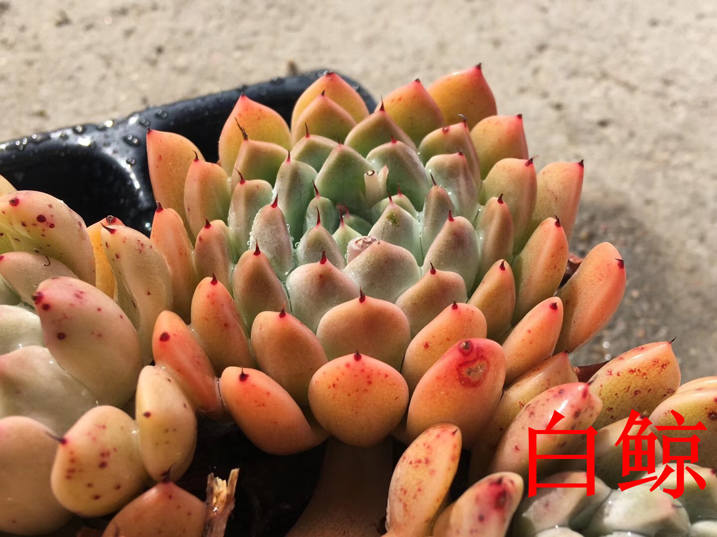 082多肉植物大棚批发白鲸6公分左右多肉品种状态品相美