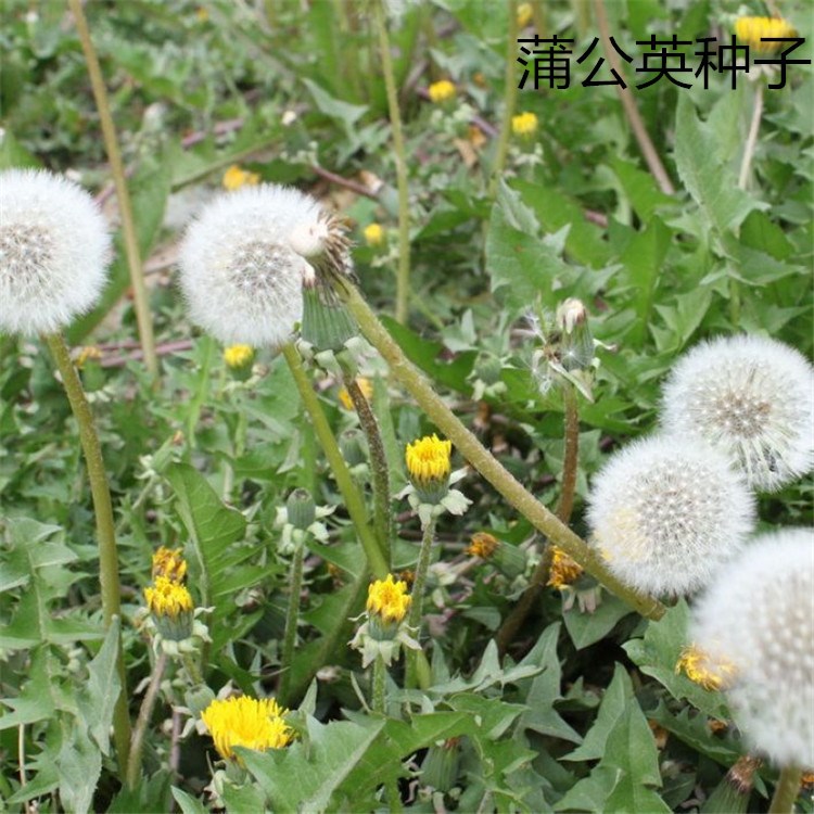散装大叶蒲公英种子 四季蒲公草根食用 野菜特菜药婆婆丁种子批发