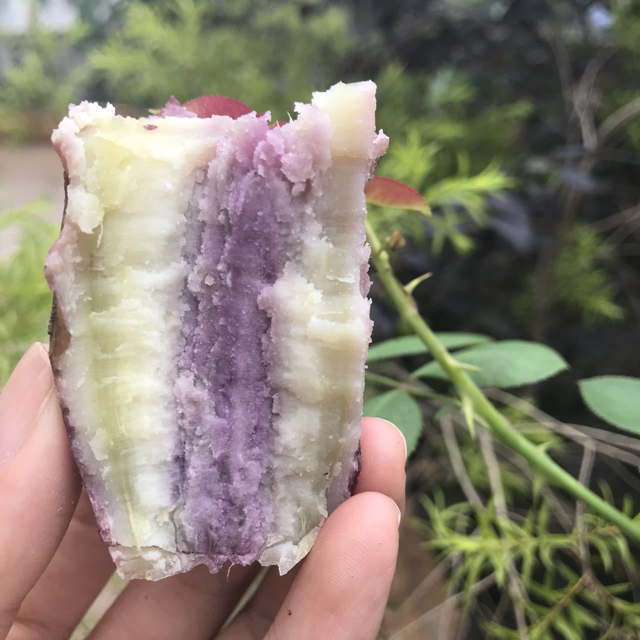 新鲜地瓜爆皮王花心紫心板栗一点红番薯大番薯新鲜红薯紫薯5斤装