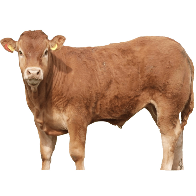 供应内蒙古西门塔尔牛养殖场 牛 肉牛西门塔尔牛 纯种小牛犊品种