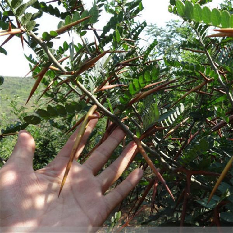 批发皂角树皂荚树造刺树天然野生中药材造刺大别山造树苗厂家直销