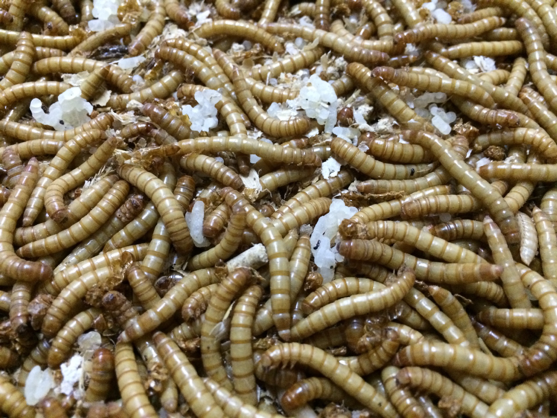 供应黄粉虫卵面包虫卵黄粉虫虫卵黄粉虫养殖技术资料