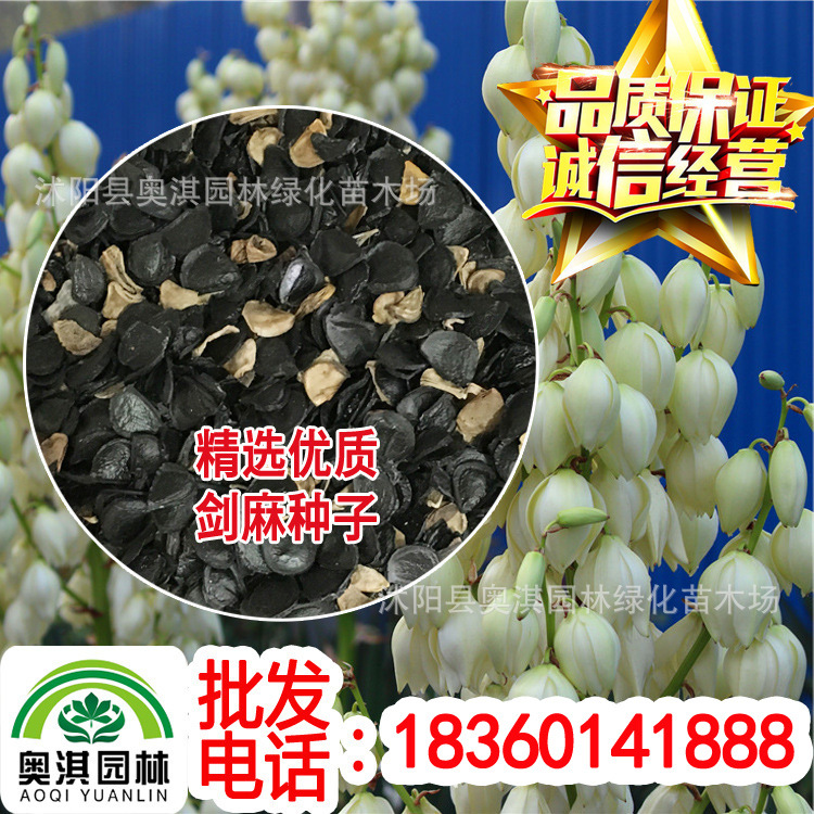 实体店批发剑麻种子 凤尾兰种子 丝兰种子 提供技术 包发芽 到付