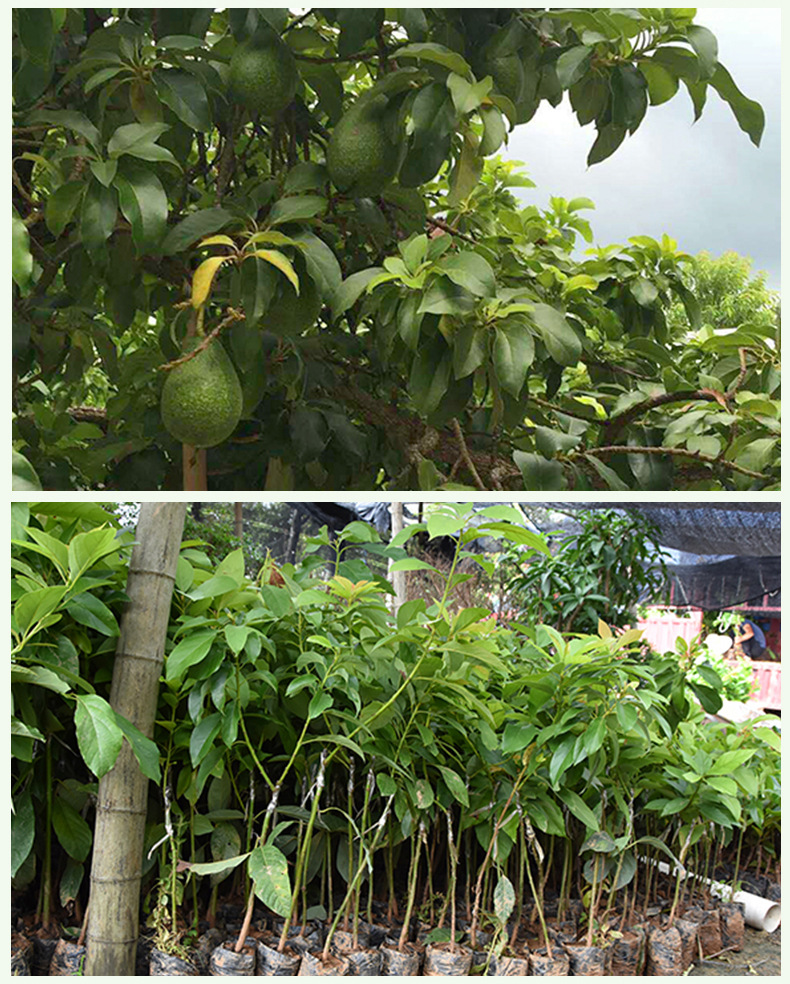 嫁接鳄梨牛油果苗 哈斯桂恳牛油果 南北方种植盆栽地栽果树苗木