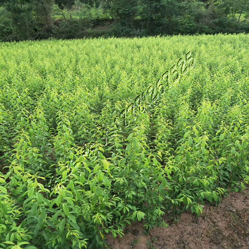 脆红李子树苗果树苗水果树苗