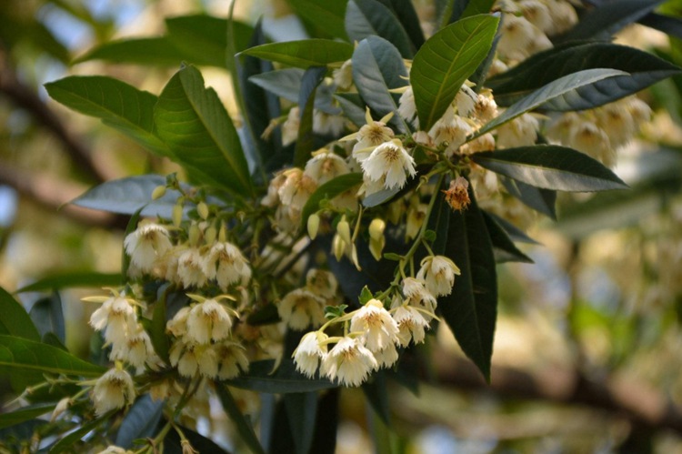杜英种子 小杜英种子 沙藏露芽 大叶杜英 小叶杜英 彩色行道树种