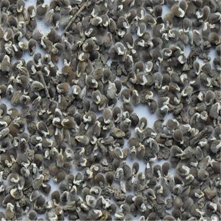 远志种子 头年新采 中药材种苗 远志种籽 优质细叶远志 饱满易种