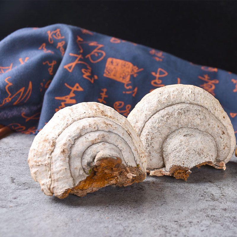 灵芝大全木蹄 木蹄层孔菌 长白山地区裂蹄灵芝 一件大发量大从优