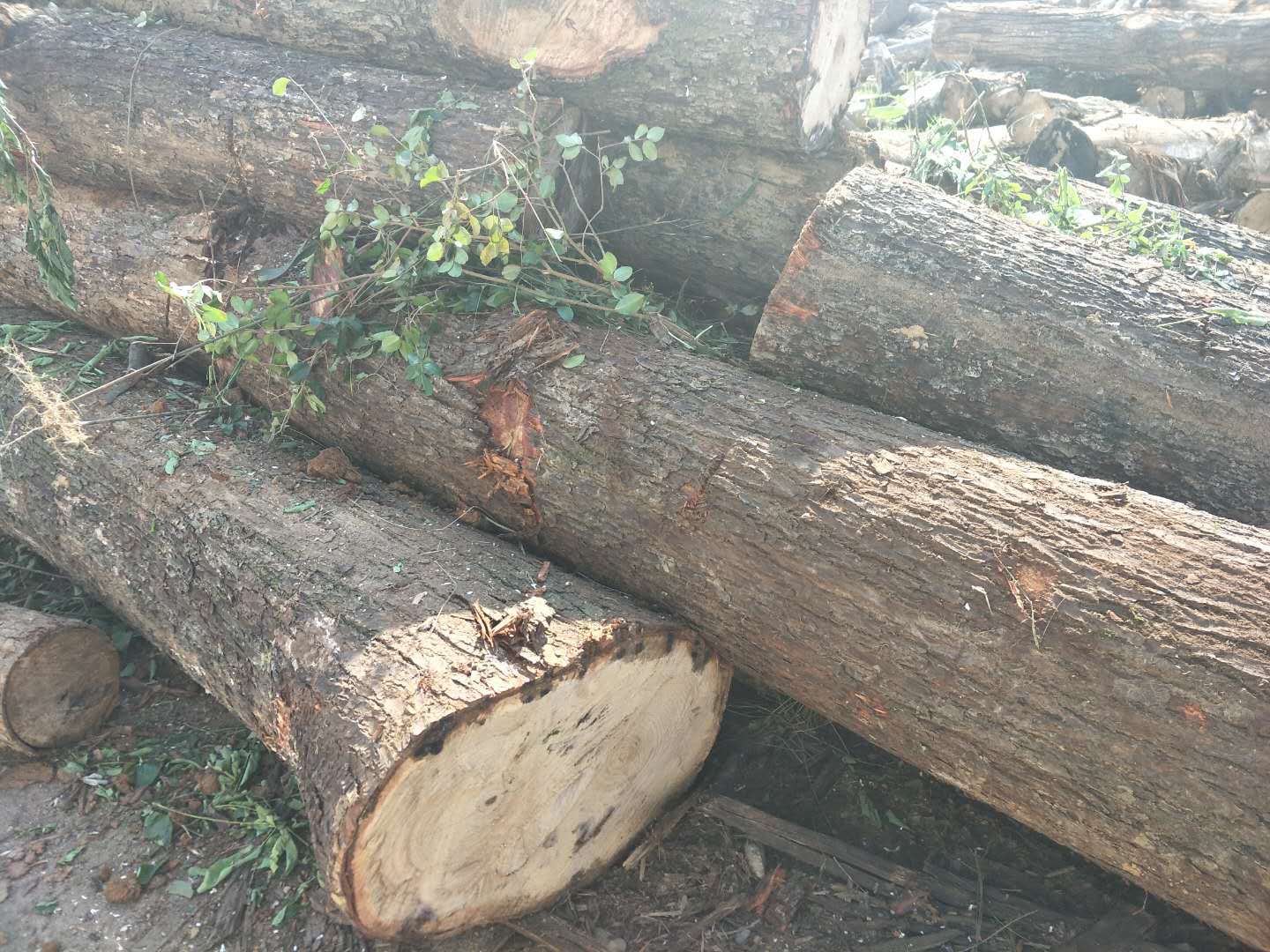 大量现货厂家销售量大从优山枣木