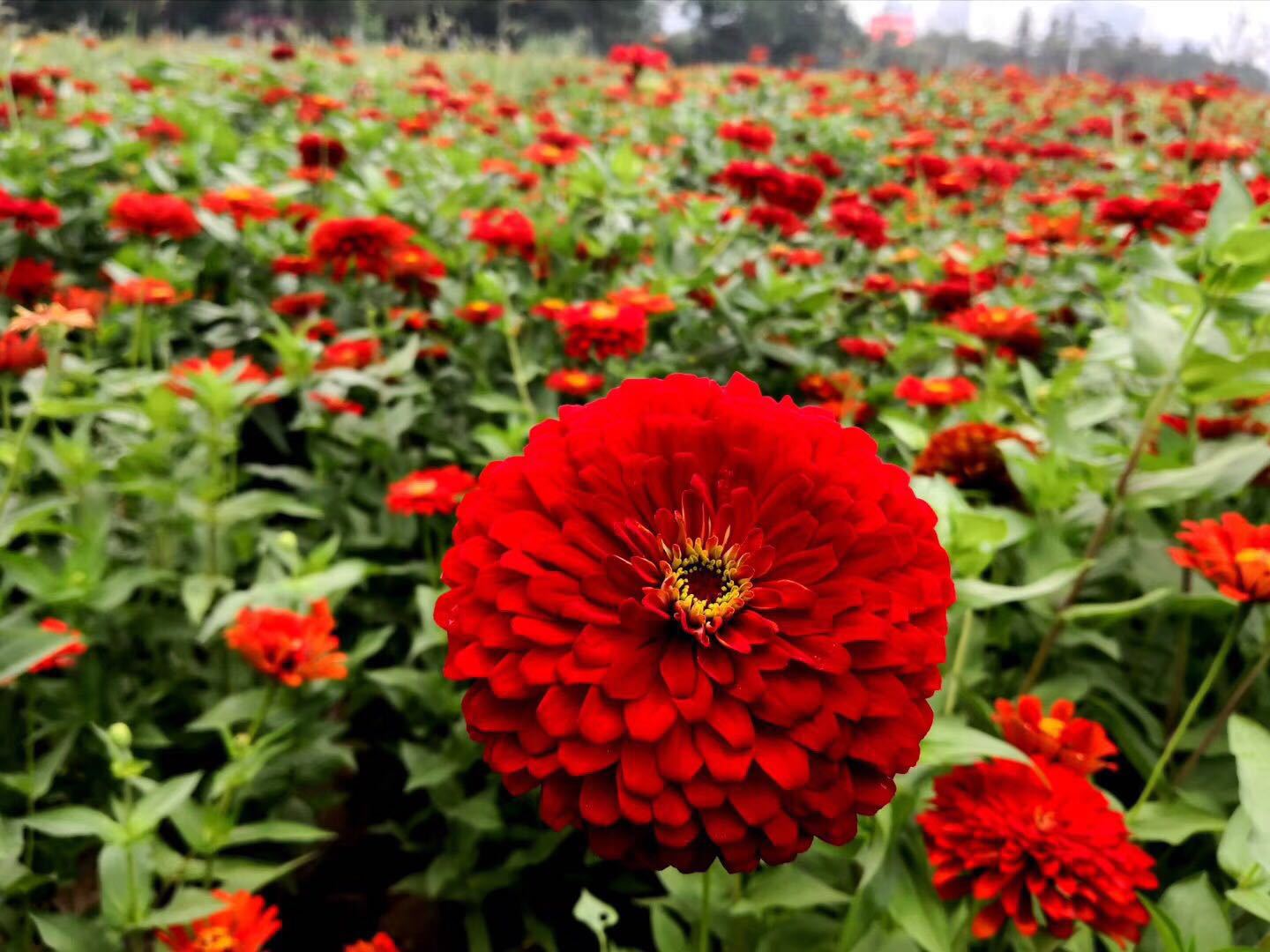 百日草春夏秋季播种室外草花籽易种耐热四季播易活花籽耐旱重瓣