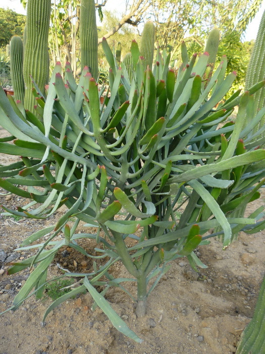 硬叶麒麟,扁柏大戟 沙生植物景观造景品种--仙卉园林基地直销