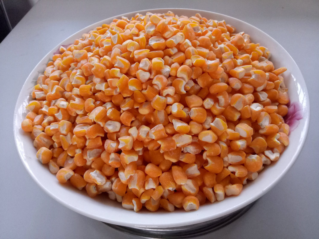 厂家直销脱皮玉米粒25kg/袋 山东黄玉米粒批发 供应五谷杂粮