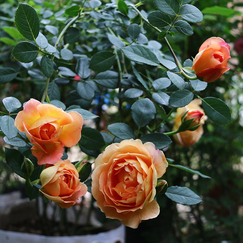 月季花苗批发夏洛特夫人藤本月季欧月品种带杯发货爬藤植物月季苗