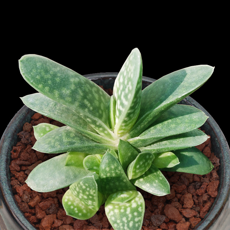 元宝兰多肉植物 元宝花 又名子宝 盆栽绿植花卉盆花组合多肉盆景