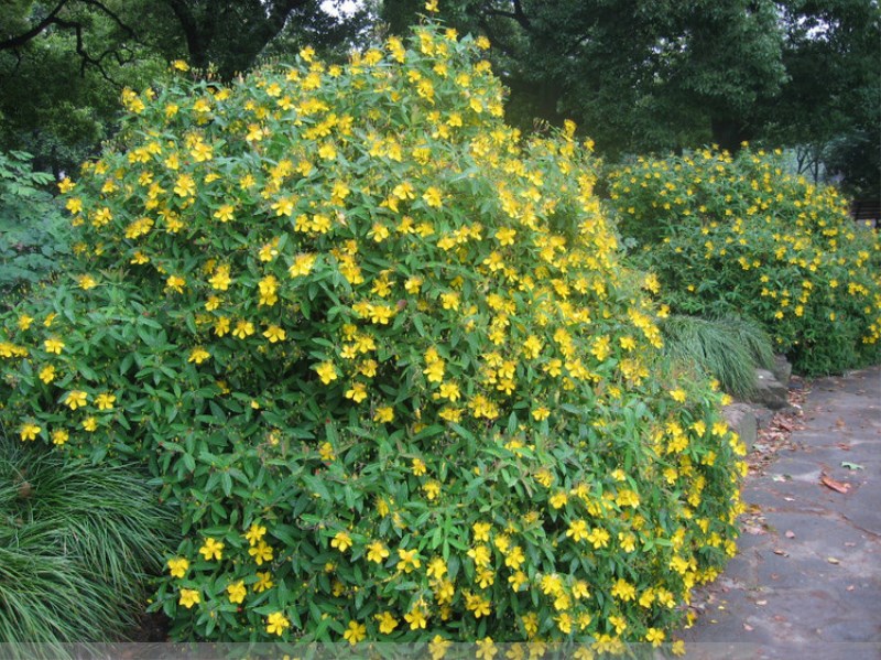 金丝桃批发 30-60公分金丝桃分载3年狗胡花 金线蝴蝶 过路黄植物