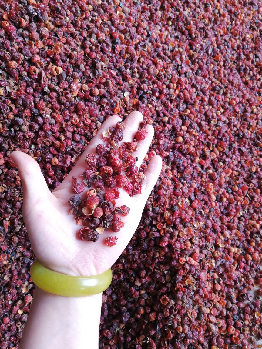 供应 刺玫果优质大量直供