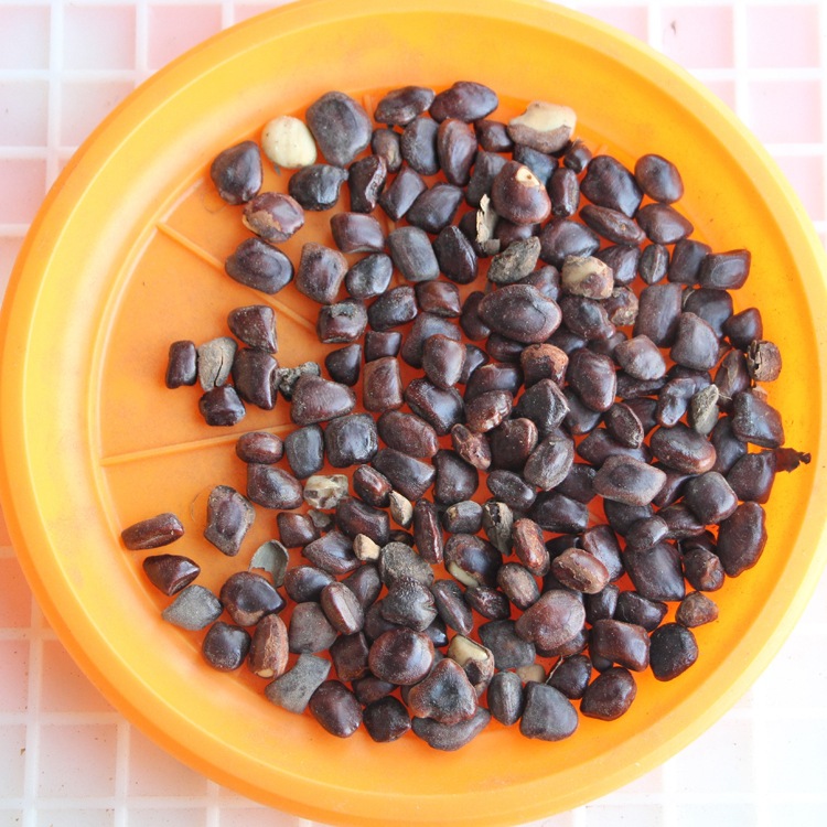 散装酸角种子 酸豆 罗望子酸梅 酸角树种子 甜角种子 果树种子