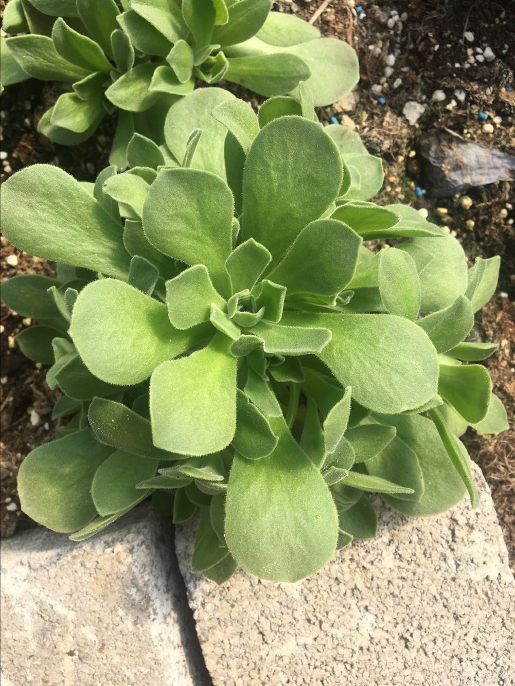 天羽多肉砍头苗冰绒法师多肉种苗批发多肉植物