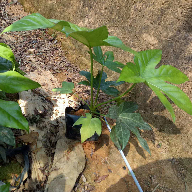 基地直销八角金盘 工程绿化 八角金盘批 量大价优