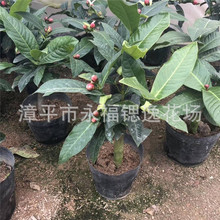 嫁接两公分左右越南四季抱茎茶花 四季海棠茶花 45-60公分高