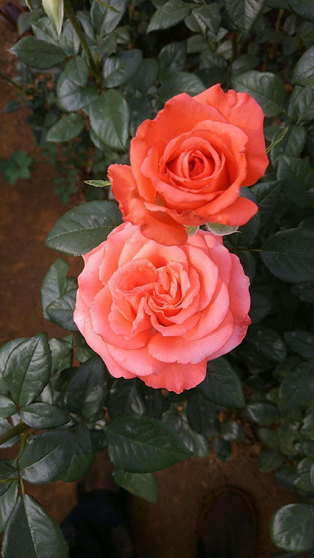 云南昆明鲜花基地 影星玫瑰花卉 四季开花绿化工程月季玫瑰苗批发