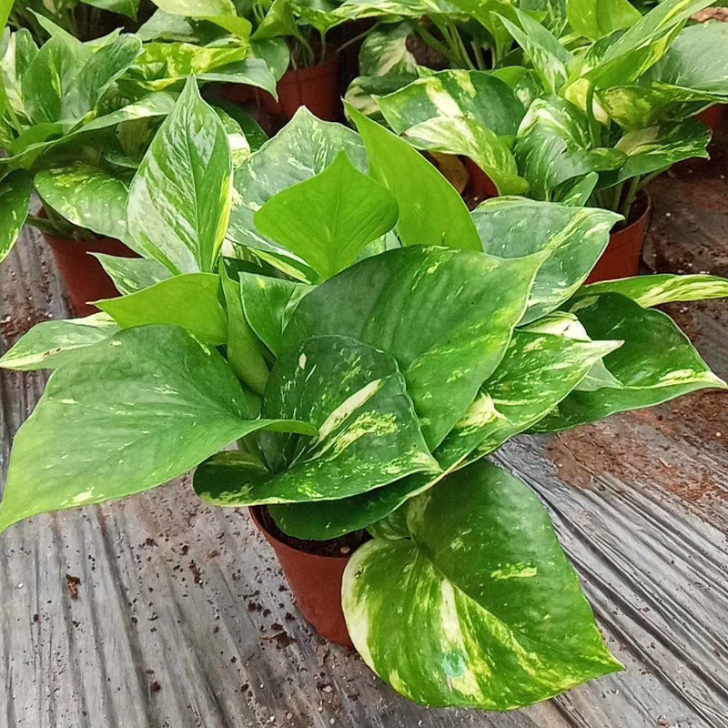 花叶绿萝_观叶植物小盆栽绿植工程绿墙(100#)花叶绿萝 - 阿里巴巴