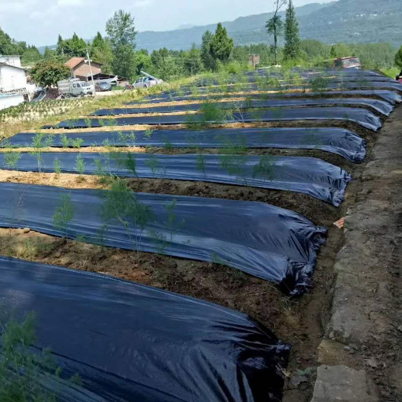 防草布除草布黑色 农用 果树 厂家直销 量大优惠pe遮草布