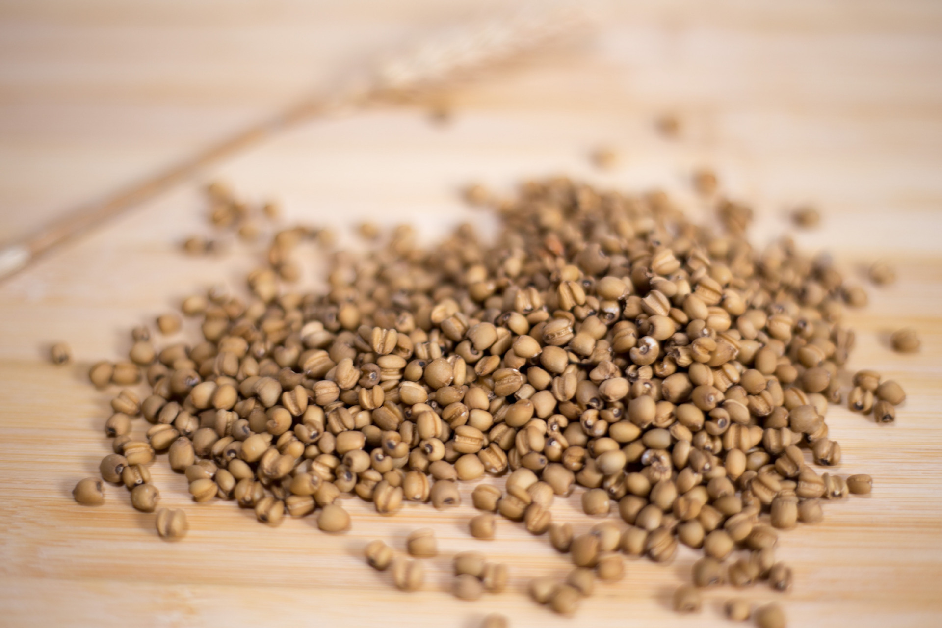 供应 红薏仁米浦城红薏米仁优质薏苡仁