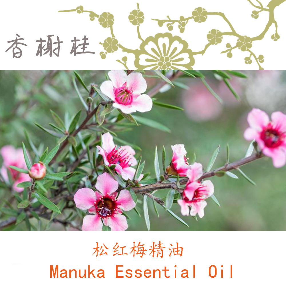 松红梅精油manuka麦卢卡马奴卡新西兰茶树单方精油5ml起订