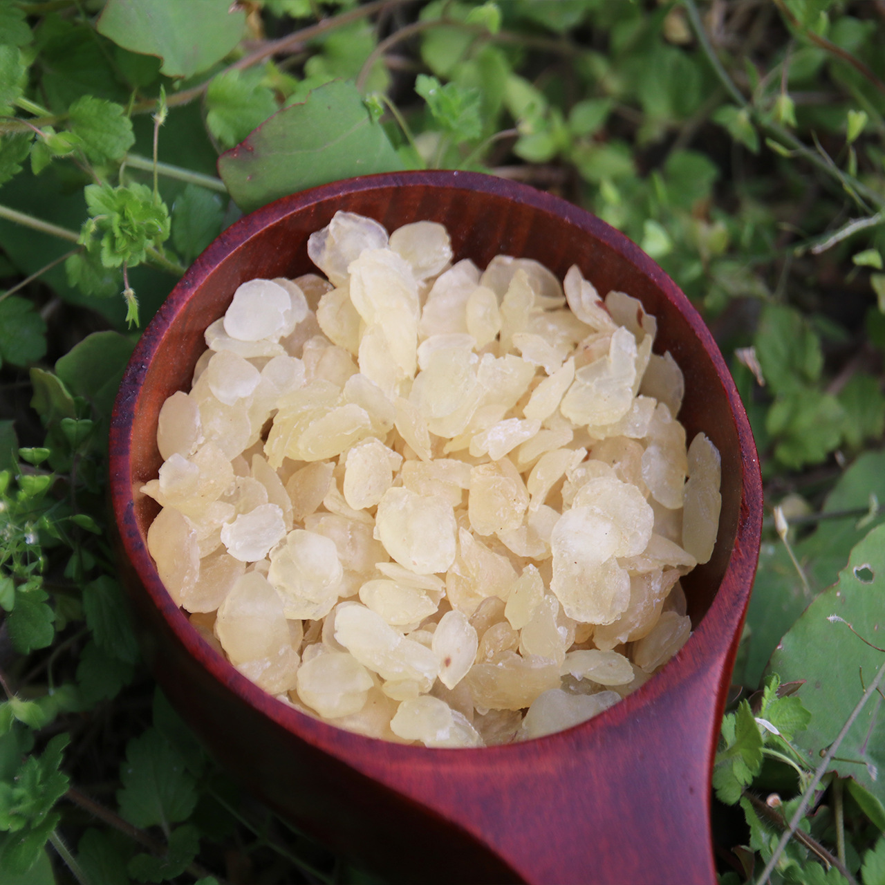 贵州皂角米_一贵州单夹皂角米 双荚野生皂荚 无硫雪莲子支持代发