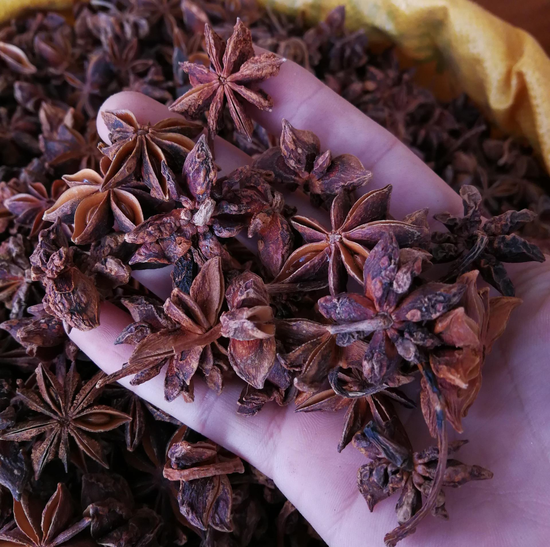 八角 大红八角 批发广西大红八角 大茴 八角茴香 大料 量大从优