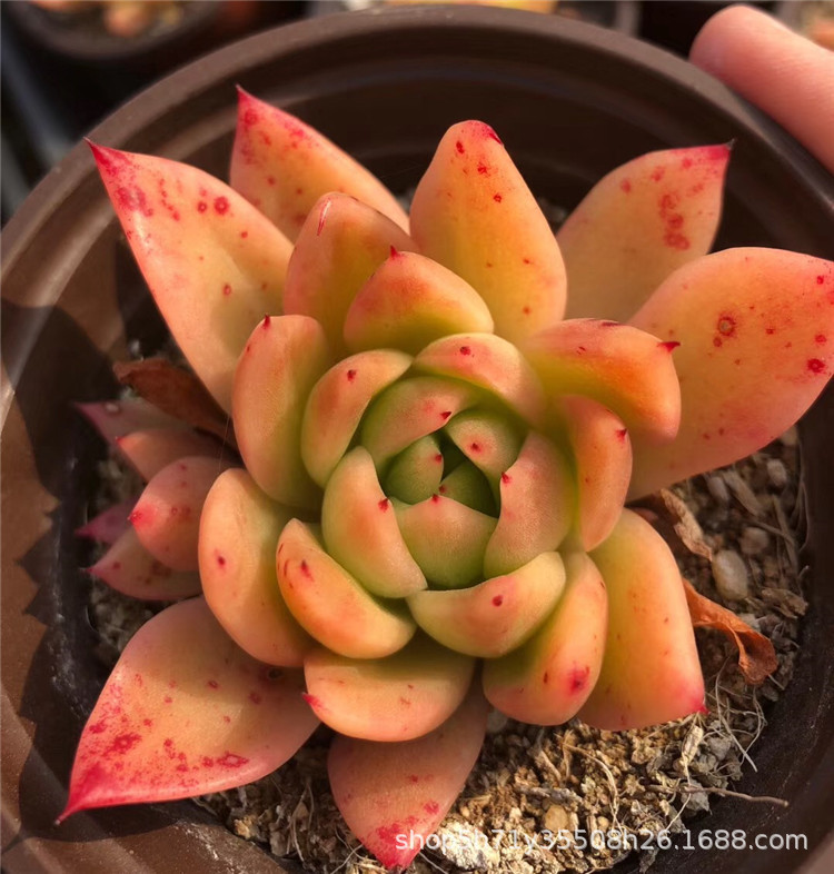 738多肉植物大棚批发盆栽状态白蜡冬云单头多肉品种裸根发