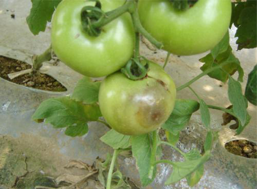 教你有效防治番茄疫病