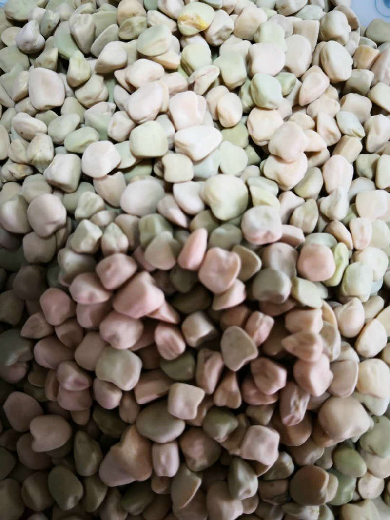 产地直销生苗豆芽苗菜种子 一级生鹰嘴马芽豆 三棱豌豆三角豆