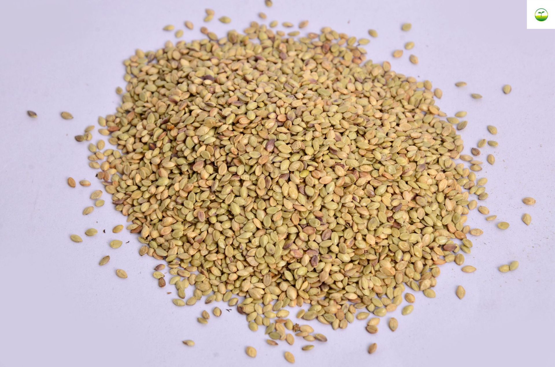 护坡草坪种高羊茅黑麦草百慕大狗牙根种草马尼拉四季青护坡种