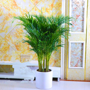 客厅大型植物散尾葵室内绿植大盆栽袖珍椰子苗凤尾竹净化空气批发
