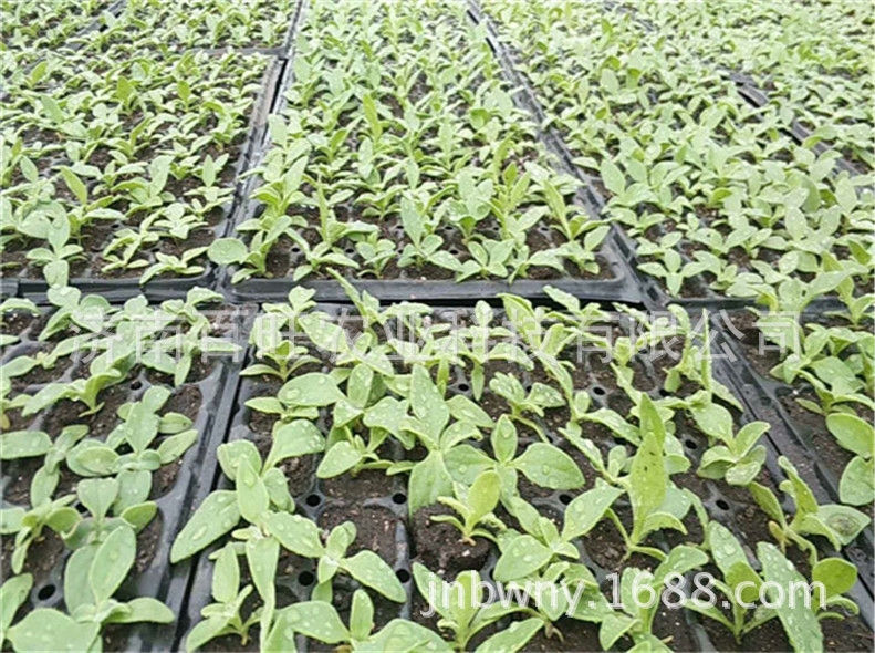特菜冰草种子 非洲冰菜种苗 原产南非 发芽率高阳台可种