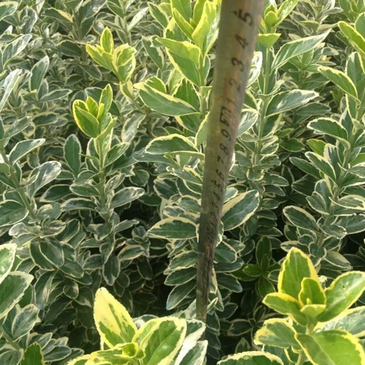 苗木 工程绿化 园林 黑土种植基质 金边黄杨色块 美观绿化