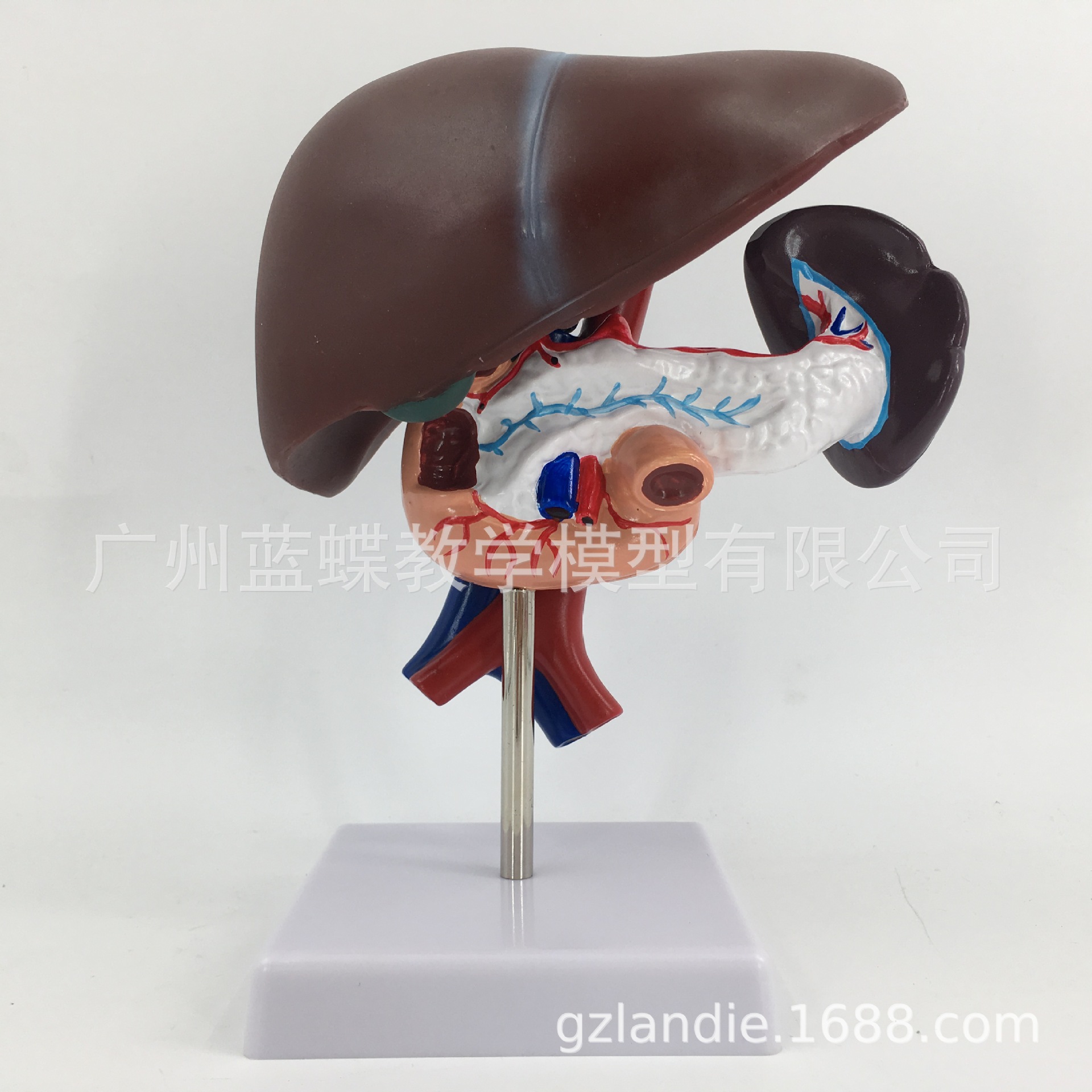 肝胰十二指肠模型 肝,脾,血管和胰腺结构模型 肝脏 脾 胰腺