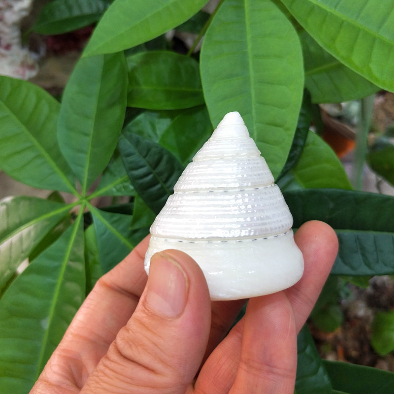 产地货源天然海螺贝壳月光塔螺地中海地台家居装饰荧光小塔螺